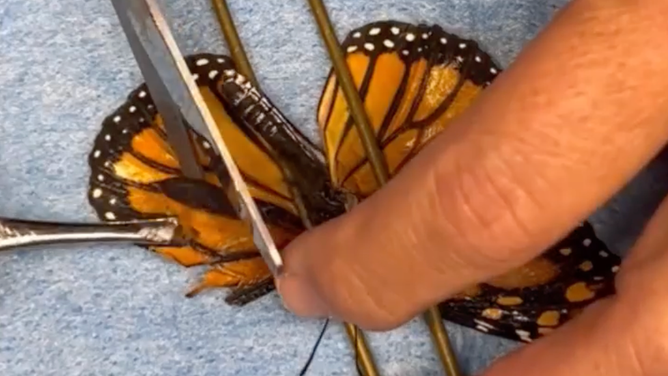 Trimming off the broken part of the butterfly's wing.